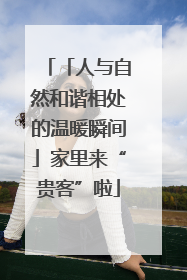 「人与自然和谐相处的温暖瞬间」家里来“贵客”啦