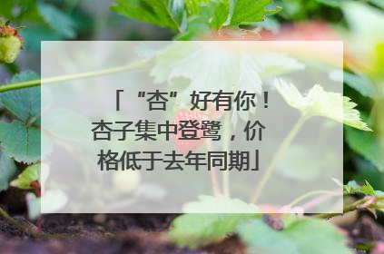 “杏”好有你！杏子集中登鹭，价格低于去年同期