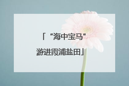 “海中宝马”游进霞浦盐田