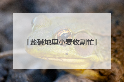 盐碱地里小麦收割忙