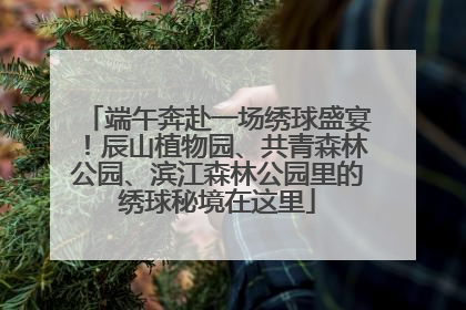 端午奔赴一场绣球盛宴！辰山植物园、共青森林公园、滨江森林公园里的绣球秘境在这里