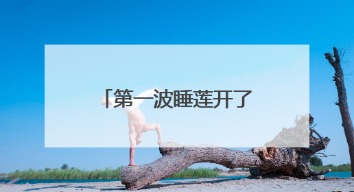 第一波睡莲开了！暑气渐浓，沪上公园打翻大自然“调色盘”