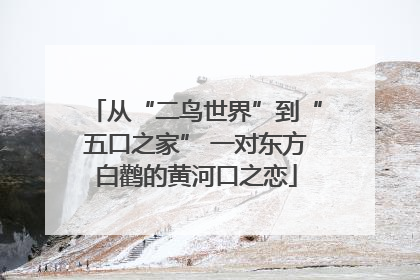 从“二鸟世界”到“五口之家” 一对东方白鹳的黄河口之恋