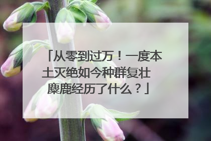 从零到过万！一度本土灭绝如今种群复壮 麋鹿经历了什么？