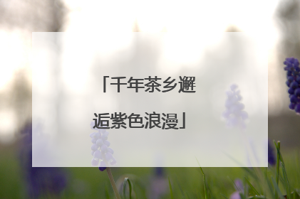 千年茶乡邂逅紫色浪漫