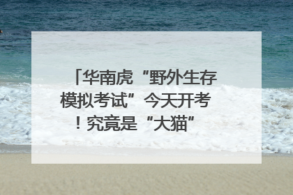 华南虎“野外生存模拟考试”今天开考！究竟是“大猫” 还是顶级猎食者？