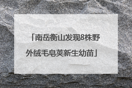 南岳衡山发现8株野外绒毛皂荚新生幼苗