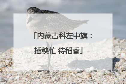 内蒙古科左中旗：插秧忙 待稻香