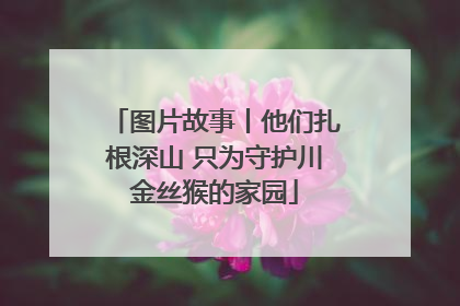 图片故事丨他们扎根深山 只为守护川金丝猴的家园