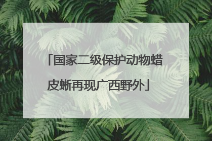 国家二级保护动物蜡皮蜥再现广西野外