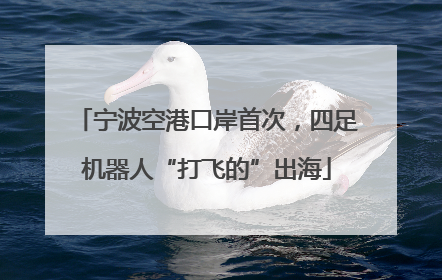 宁波空港口岸首次，四足机器人“打飞的”出海