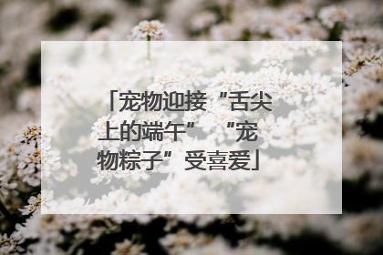 宠物迎接“舌尖上的端午” “宠物粽子”受喜爱