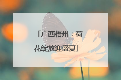 广西梧州：荷花绽放迎盛夏