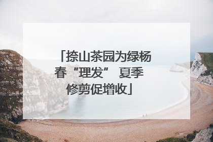 捺山茶园为绿杨春“理发” 夏季修剪促增收