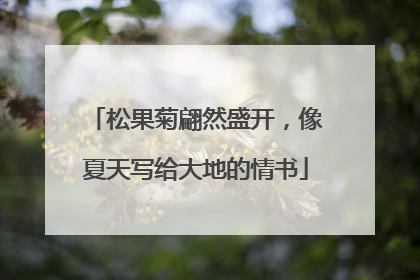 松果菊翩然盛开，像夏天写给大地的情书