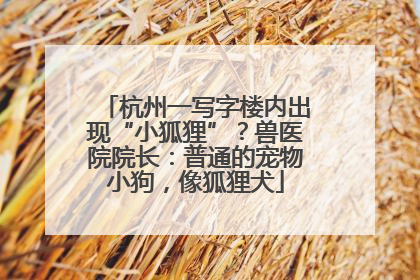 杭州一写字楼内出现“小狐狸”？兽医院院长：普通的宠物小狗，像狐狸犬