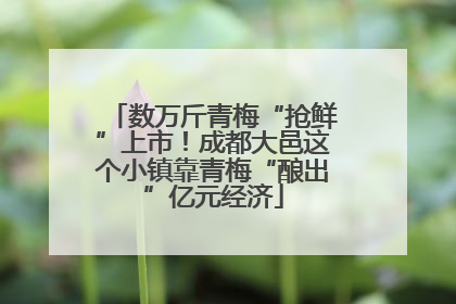 数万斤青梅“抢鲜”上市！成都大邑这个小镇靠青梅“酿出”亿元经济