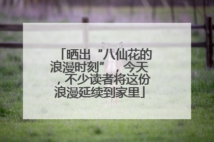 晒出“八仙花的浪漫时刻”，今天，不少读者将这份浪漫延续到家里