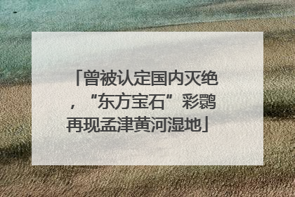 曾被认定国内灭绝，“东方宝石”彩鹮再现孟津黄河湿地