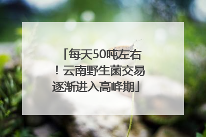 每天50吨左右！云南野生菌交易逐渐进入高峰期