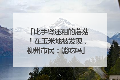 比手臂还粗的蘑菇！在玉米地被发现，柳州市民：能吃吗