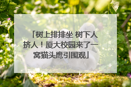 树上排排坐 树下人挤人！厦大校园来了一窝猫头鹰引围观
