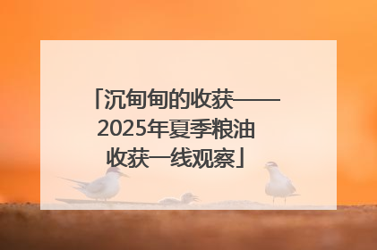 沉甸甸的收获——2025年夏季粮油收获一线观察