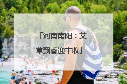 河南南阳：艾草飘香迎丰收