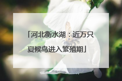 河北衡水湖：近万只夏候鸟进入繁殖期
