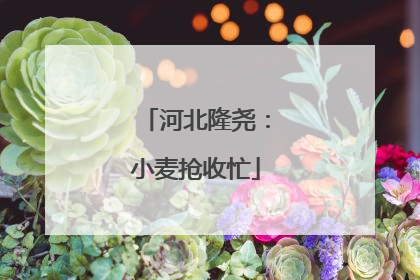 河北隆尧：小麦抢收忙