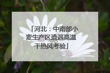 河北：中南部小麦生产区遭遇高温干热风考验