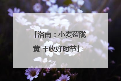 洛南：小麦覆陇黄 丰收好时节