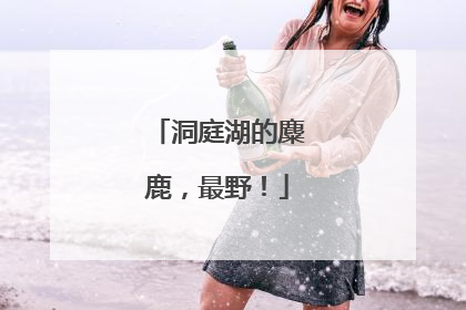 洞庭湖的麋鹿，最野！