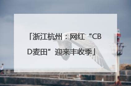 浙江杭州：网红“CBD麦田”迎来丰收季