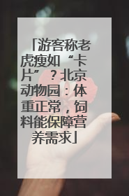 游客称老虎瘦如“卡片”？北京动物园：体重正常，饲料能保障营养需求