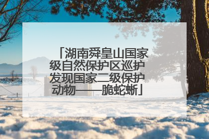 湖南舜皇山国家级自然保护区巡护发现国家二级保护动物——脆蛇蜥