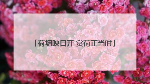 荷塘映日开 赏荷正当时