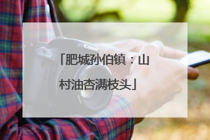 肥城孙伯镇：山村油杏满枝头