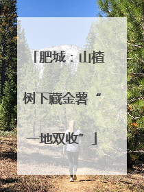 肥城：山楂树下藏金薯“一地双收”
