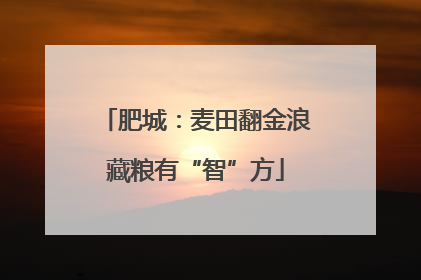 肥城：麦田翻金浪藏粮有“智”方