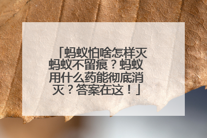 蚂蚁怕啥怎样灭蚂蚁不留痕？蚂蚁用什么药能彻底消灭？答案在这！