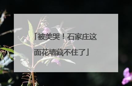 被美哭！石家庄这面花墙藏不住了