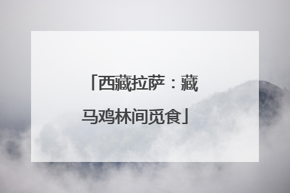 西藏拉萨：藏马鸡林间觅食