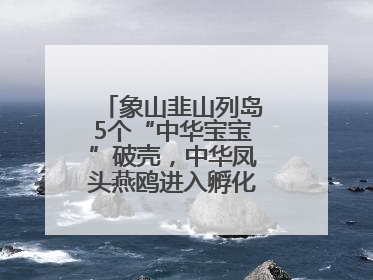 象山韭山列岛5个“中华宝宝”破壳，中华凤头燕鸥进入孵化育儿关键期