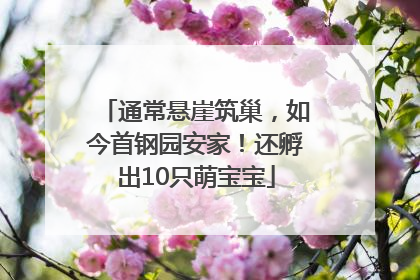 通常悬崖筑巢，如今首钢园安家！还孵出10只萌宝宝