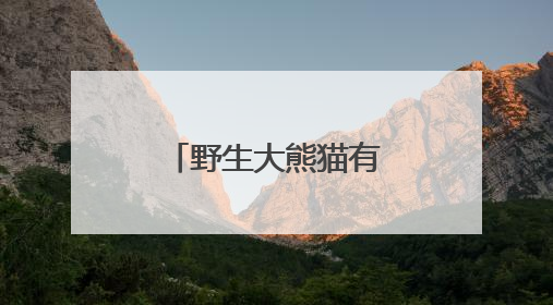 野生大熊猫有多少？种群如何分布？科研团队实地探秘→