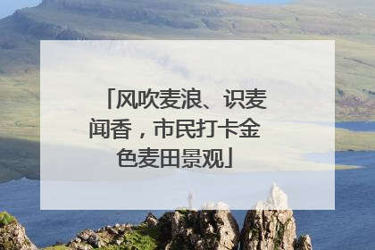 风吹麦浪、识麦闻香，市民打卡金色麦田景观