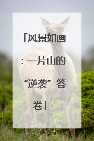 风景如画：一片山的“逆袭”答卷
