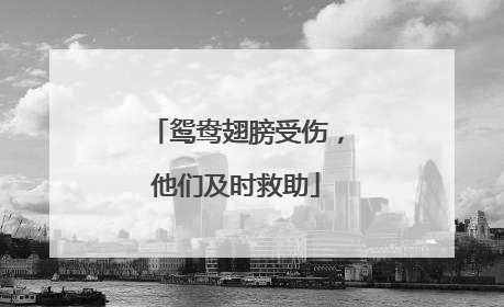 鸳鸯翅膀受伤，他们及时救助