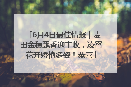 6月4日最佳情报｜麦田金穗飘香迎丰收，凌霄花开娇艳多姿！恭喜